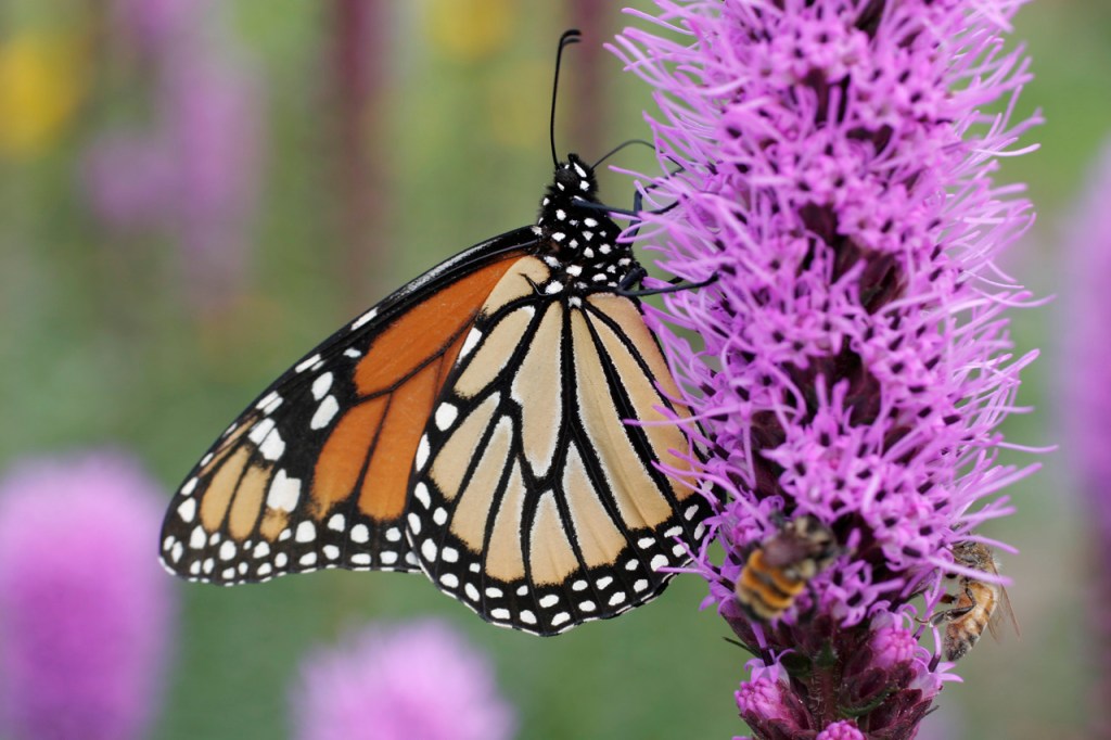 Butterfly &amp; Liatris web